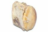 Fossil Mosasaur (Platecarpus) Vertebra - Kansas #382063-1